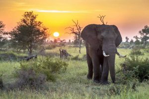Jelajahi Alam Liar di 10 Taman Nasional di Afrika Selatan