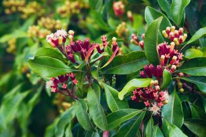 bisnis jual beli cengkeh