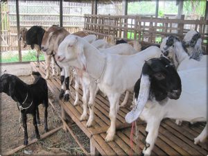 biaya usaha ternak kambing