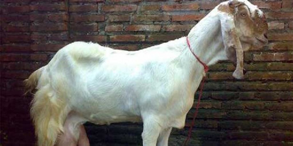 Peluang usaha ternak kambing perah